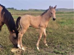 Peridot Bartender JW <BR>AQHA PENDING